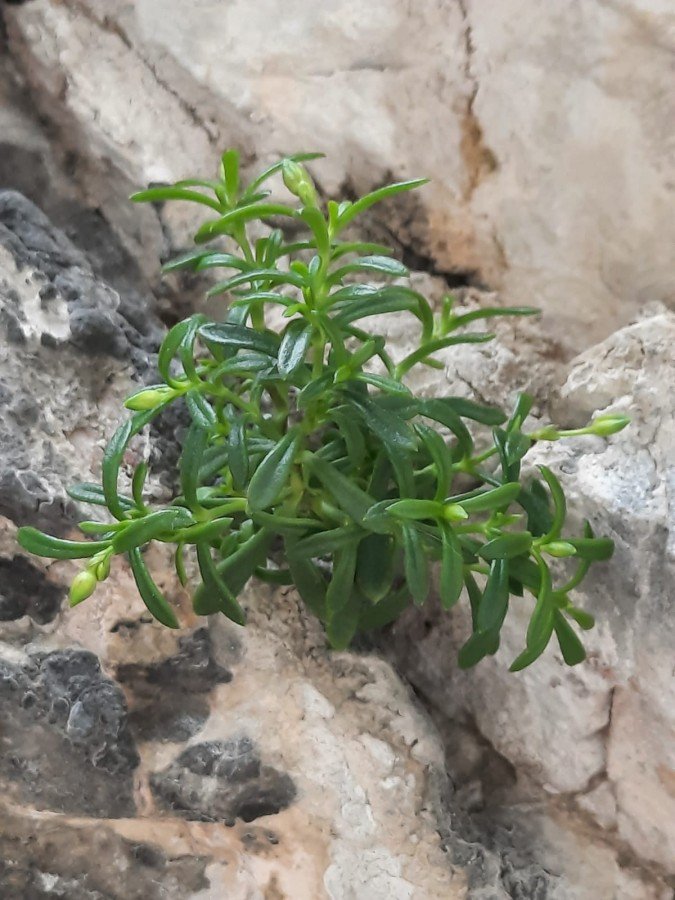 <i>Moehringia papulosa</i> Bertol.