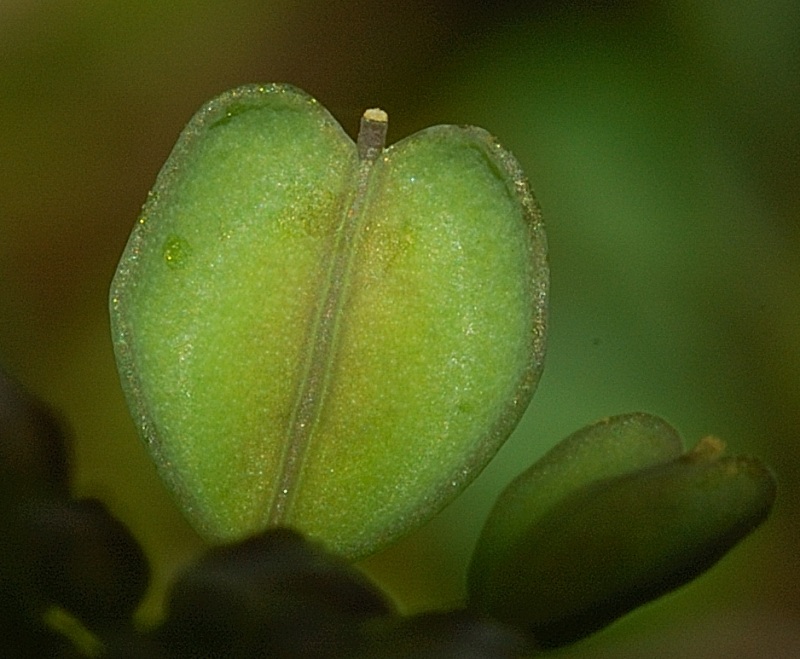 <i>Microthlaspi perfoliatum</i> (L.) F.K.Mey.