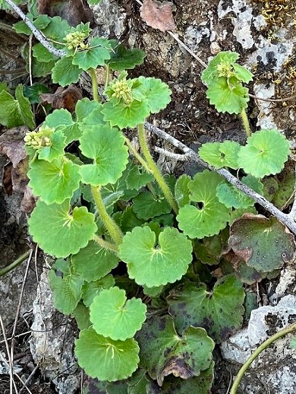 <i>Saxifraga rotundifolia</i> L. subsp. <i>rotundifolia</i>