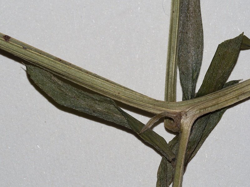 <i>Vicia tenuifolia</i> Roth subsp. <i>tenuifolia</i>