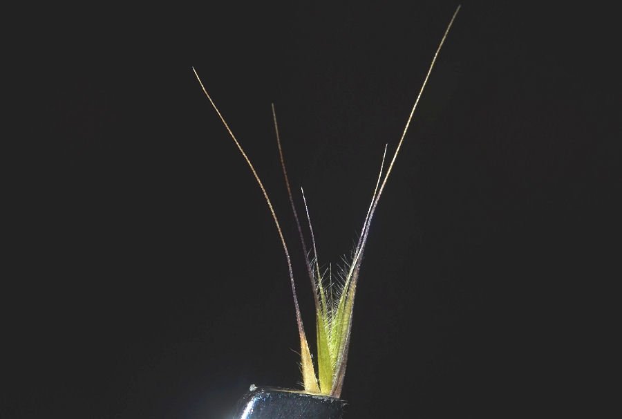 <i>Festuca danthonii</i> Asch. & Graebn. subsp. <i>danthonii</i>
