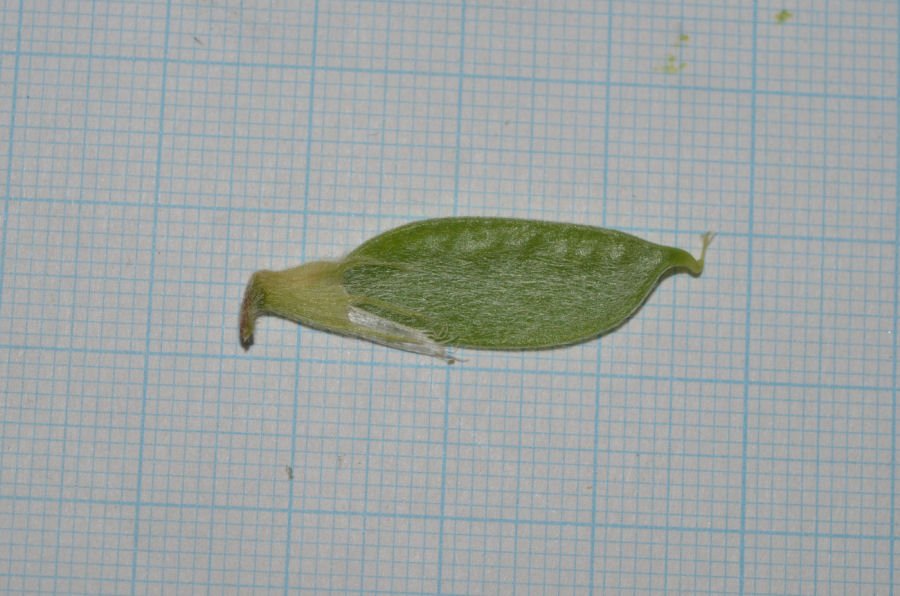 <i>Vicia pannonica</i> Crantz subsp. <i>pannonica</i>