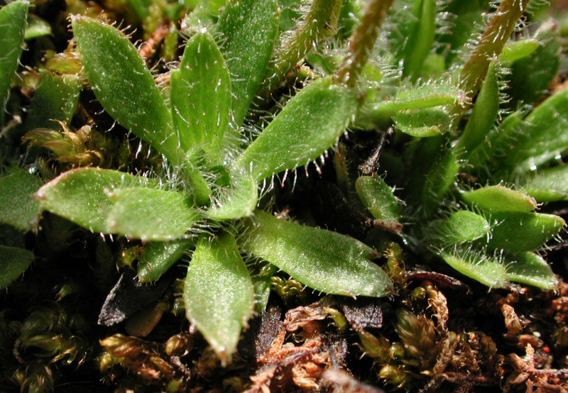 Saxifraga androsacea L.