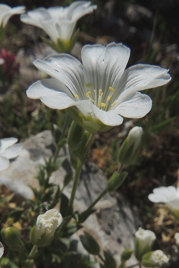 <i>Cerastium supramontanum</i> Arrigoni