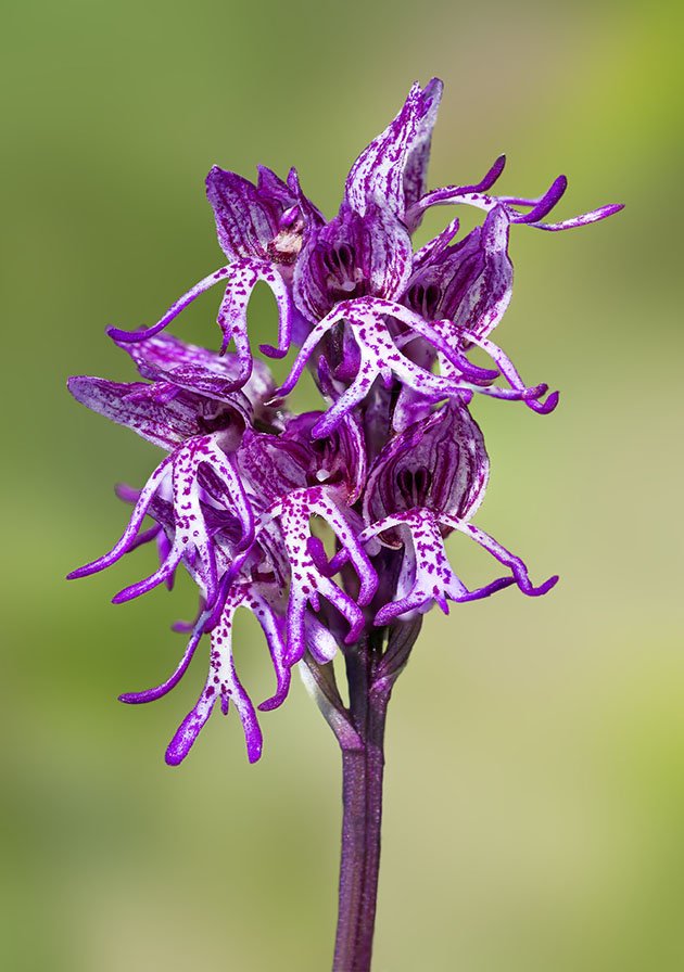 Orchis x angusticruris 3.jpg