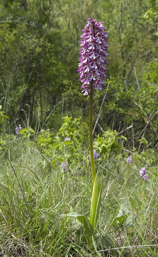 Orchis x angusticruris 4.jpg
