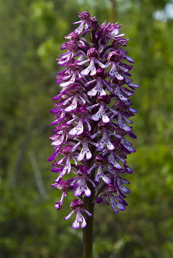 Orchis x angusticruris 5.jpg