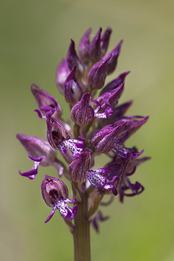 Orchis x angusticruris 1.jpg