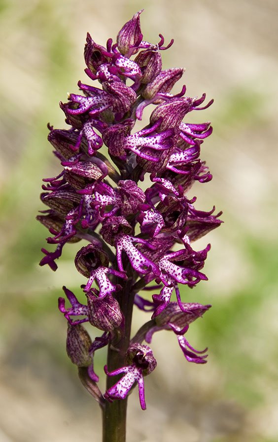 Orchis x angusticruris 7.jpg