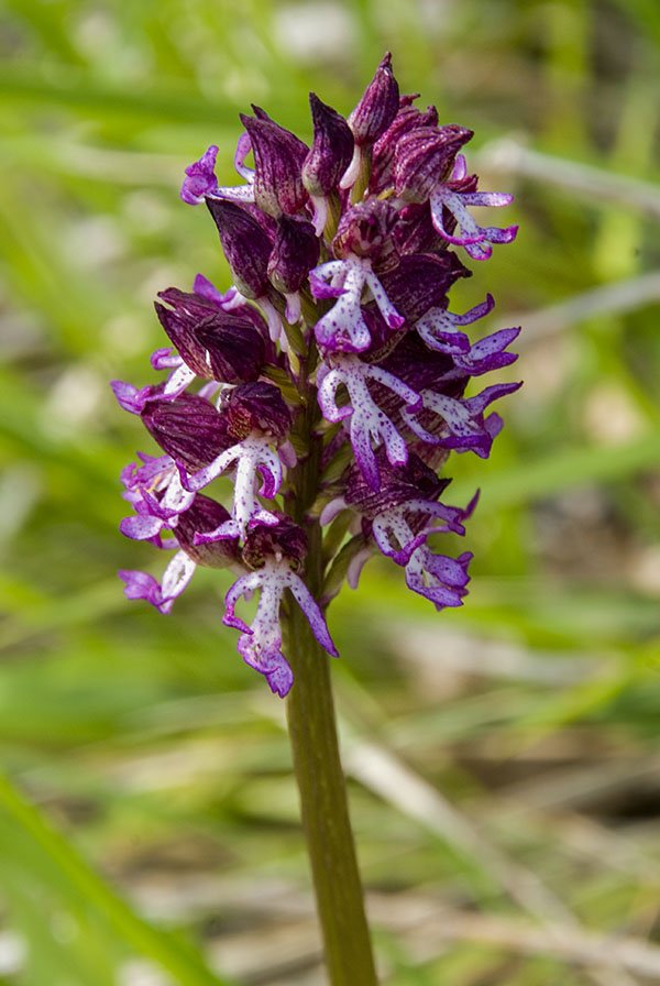 Orchis x angusticruris 8.jpg