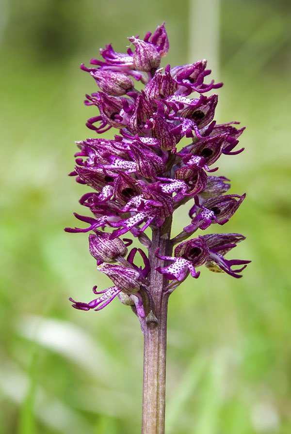 Orchis x angusticruris 9.jpg
