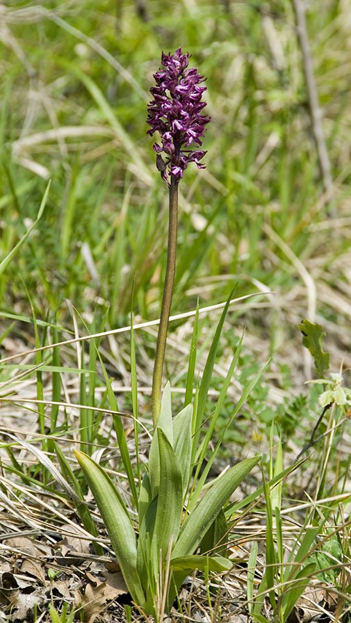 Orchis x angusticruris 10.jpg