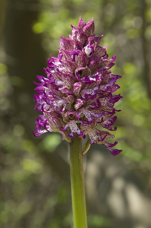 Orchis x angusticruris 12.jpg