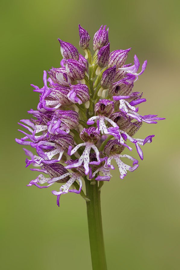 Orchis x angusticruris 17.jpg