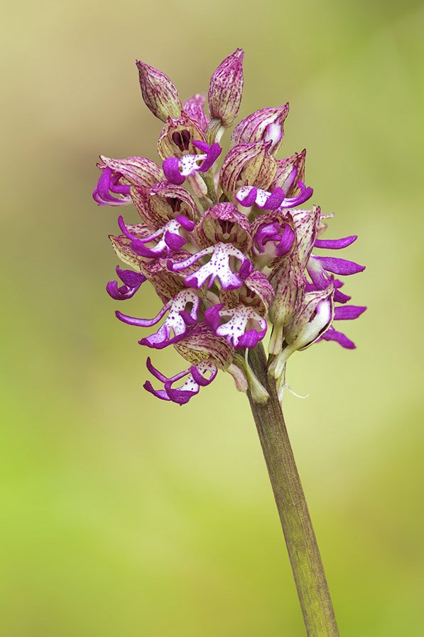Orchis x angusticruris 19.jpg