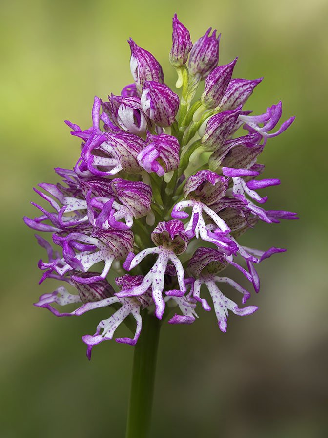 Orchis x angusticruris 20.jpg