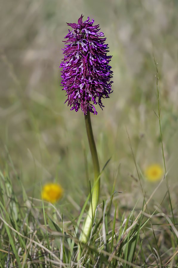 Orchis x angusticruris 21.jpg