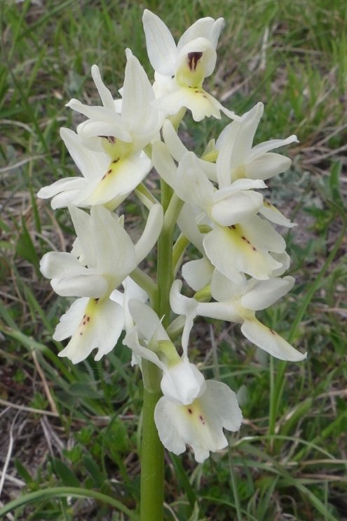 <i>Orchis pauciflora</i> Ten.
