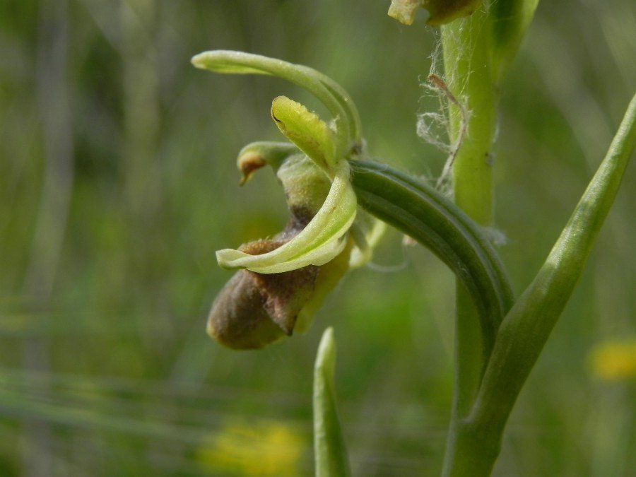 <i>Ophrys classica</i> Devillers-Tersch. & Devillers