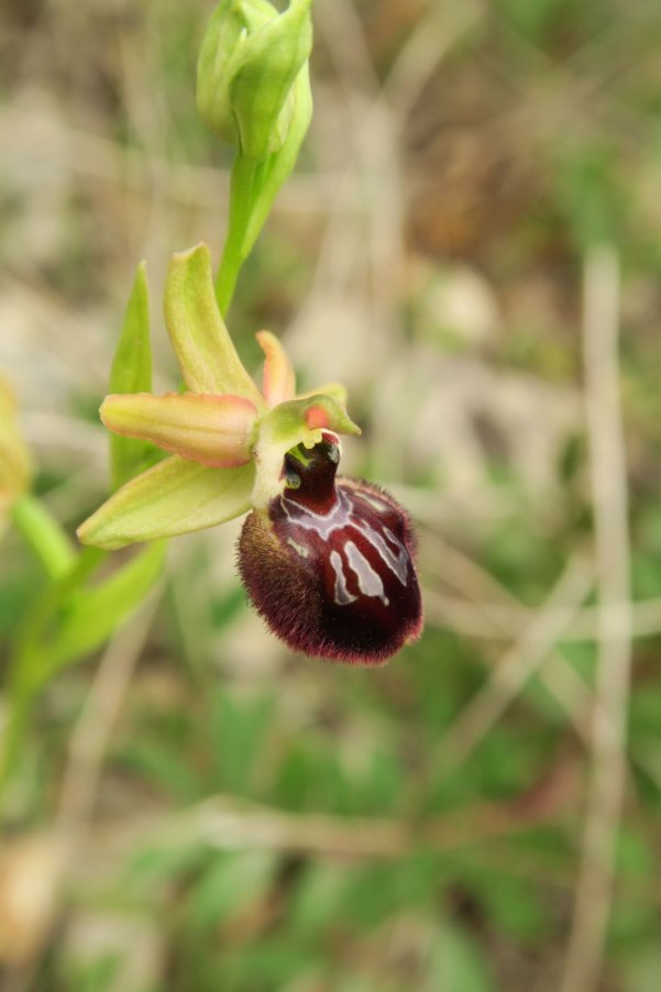 <i>Ophrys brutia</i> P.Delforge
