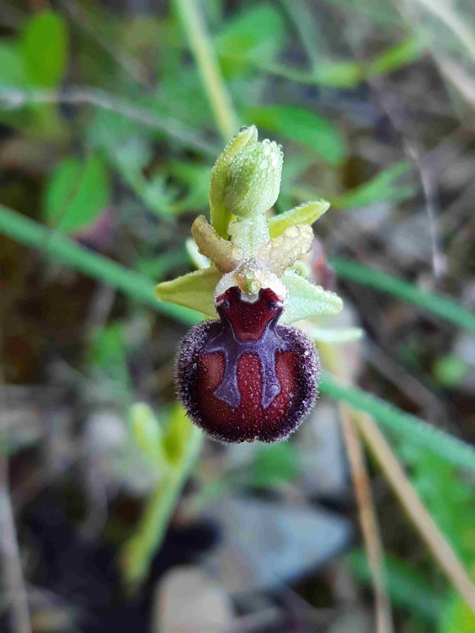 <i>Ophrys brutia</i> P.Delforge
