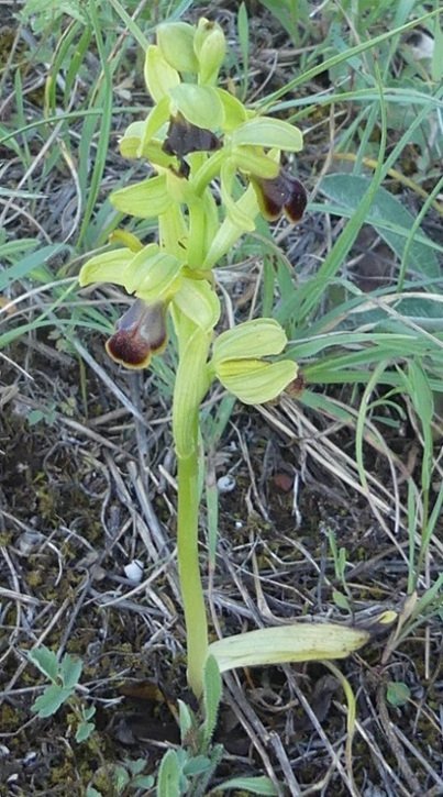 <i>Ophrys funerea</i> Viv.