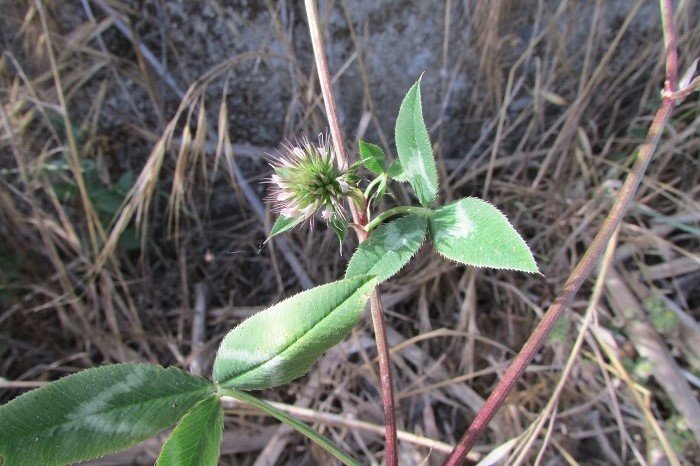 <i>Trifolium multistriatum</i> W.D.J.Koch