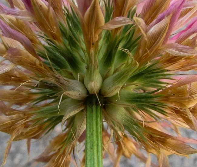 <i>Trifolium multistriatum</i> W.D.J.Koch