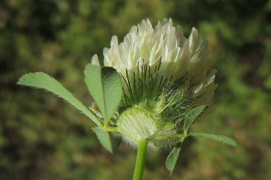 <i>Trifolium pallidum</i> Waldst. & Kit.