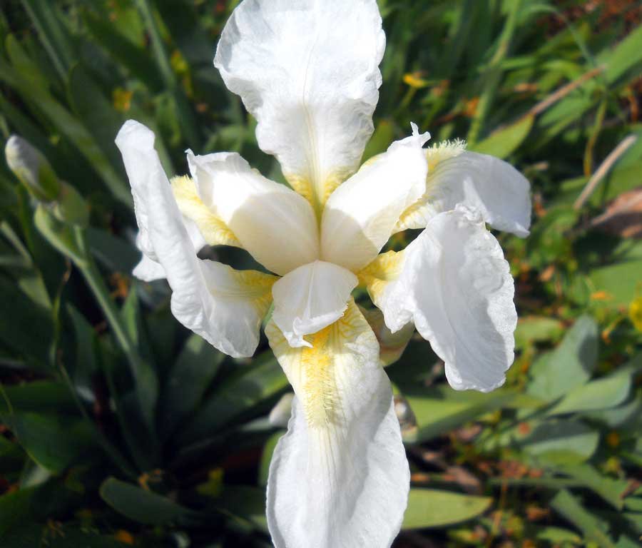 Iris-germanica-L..jpg