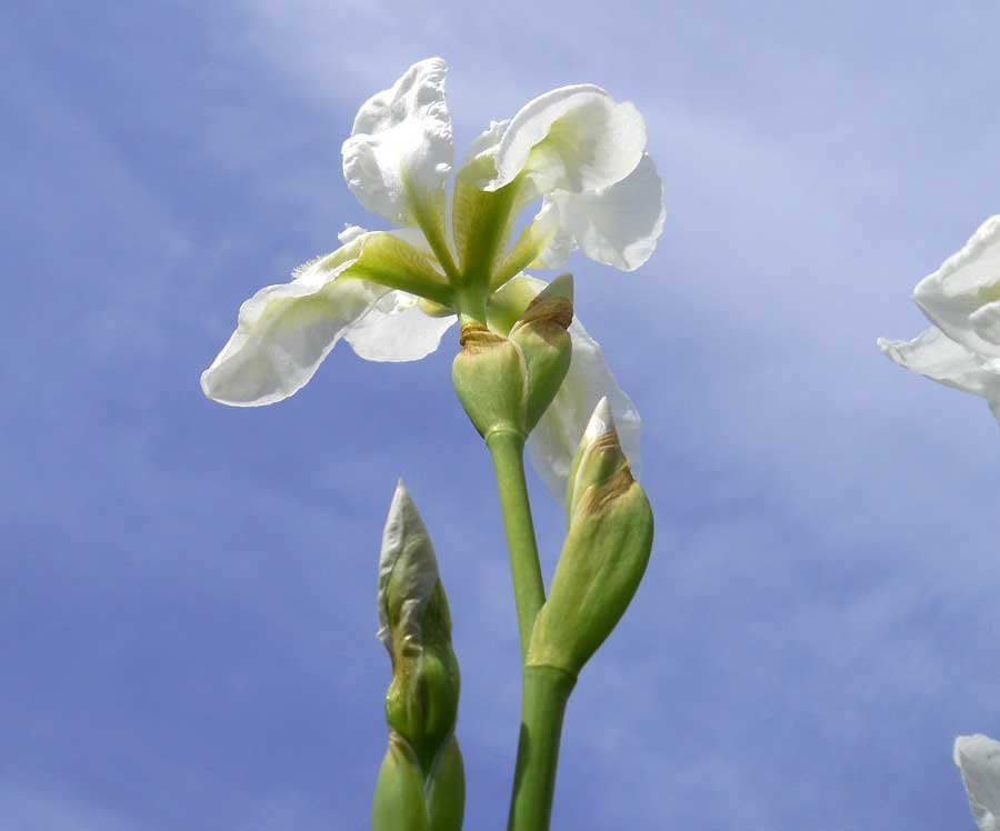 Iris-germanica-L..jpg