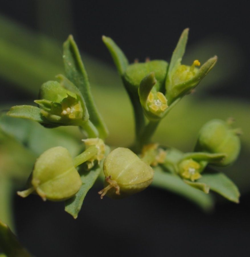 <i>Euphorbia exigua</i> L. subsp. <i>exigua</i>