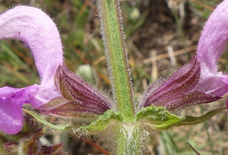 <i>Salvia pratensis</i> L.