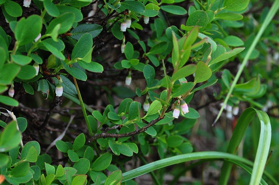 <i>Vaccinium uliginosum</i> L. subsp. <i>uliginosum</i>