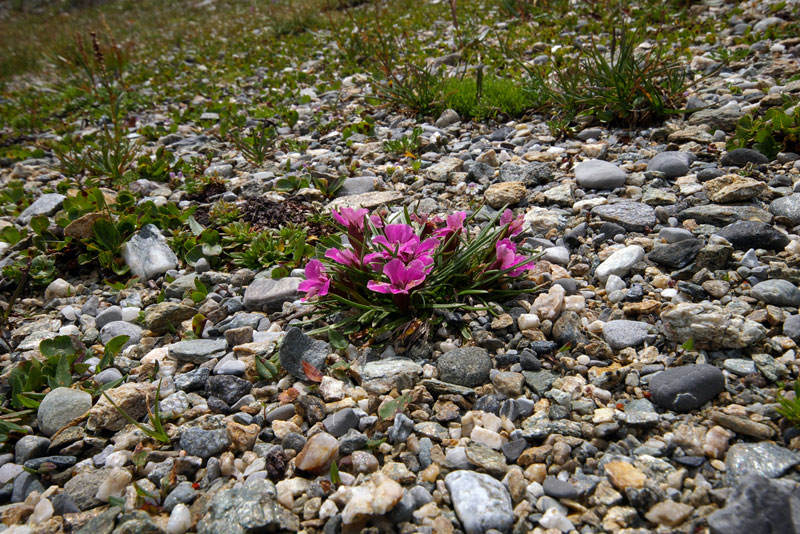 <i>Dianthus glacialis</i> Haenke subsp. <i>glacialis</i>
