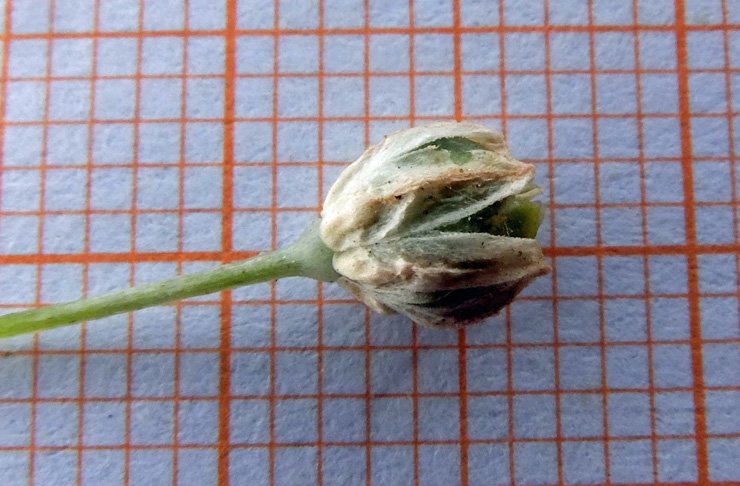 <i>Allium polyanthum</i> Schult. & Schult.f.