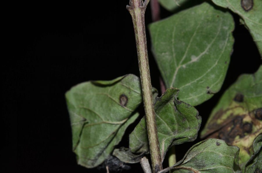 <i>Cornus sanguinea</i> L. subsp. <i>hungarica</i> (Kárpáti) Soó