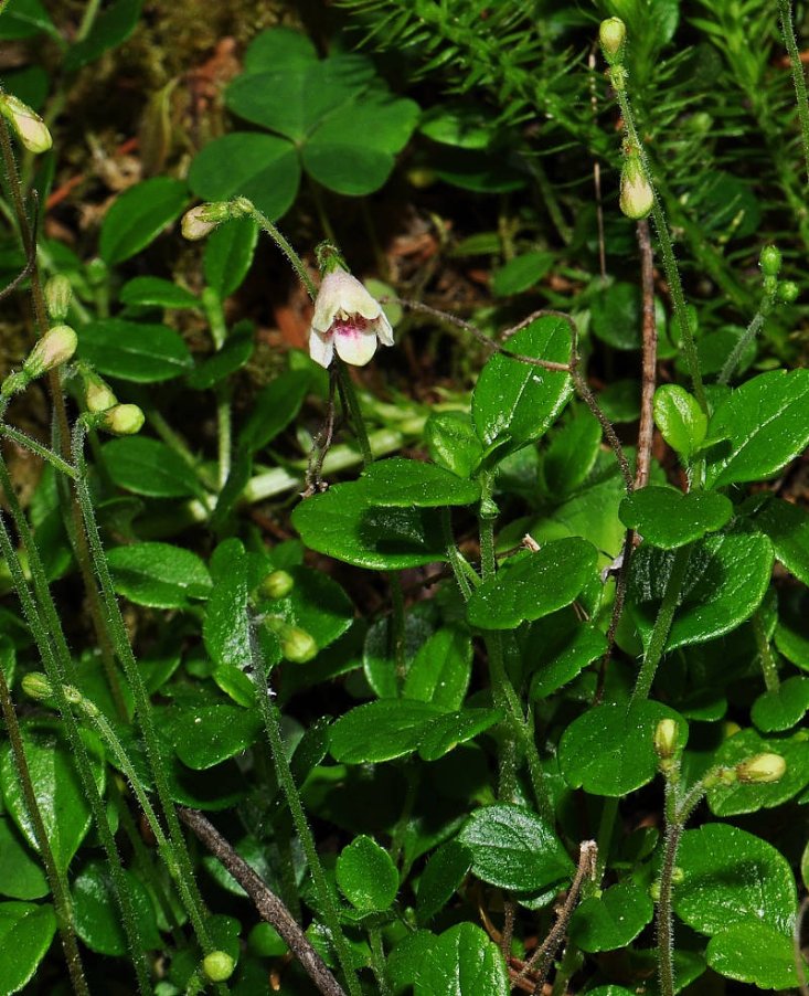 <i>Linnaea borealis</i> L.