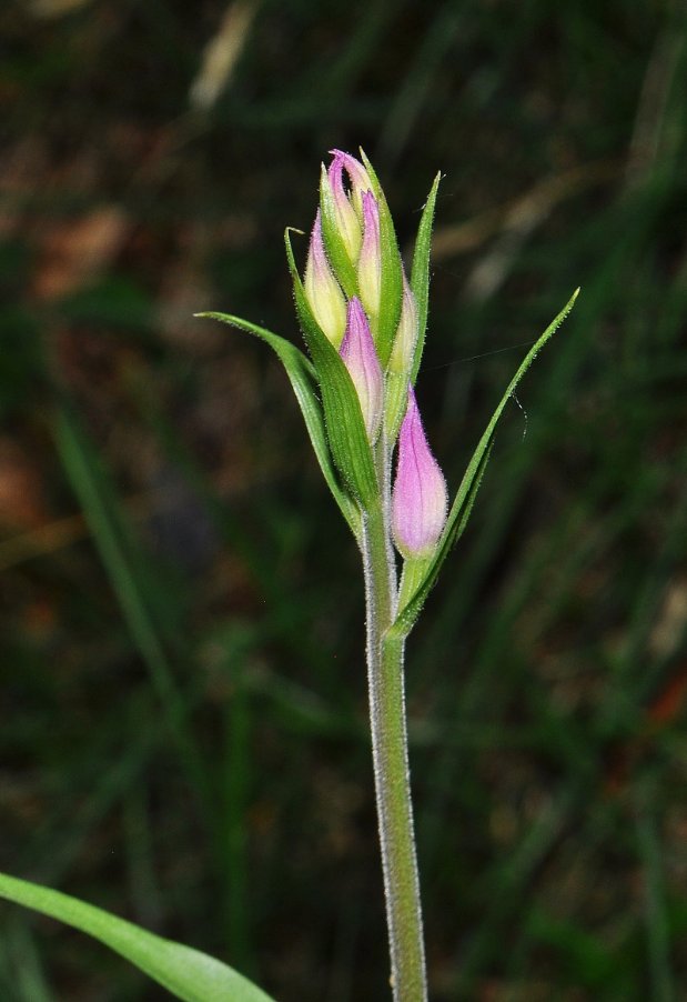 <i>Cephalanthera rubra</i> (L.) Rich.