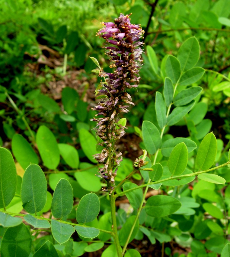 Amorpha fruticosa L. Indaco bastardo (2).jpg