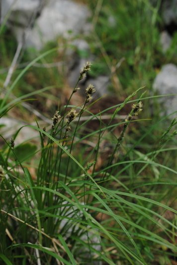 <i>Carex muricata</i> L.