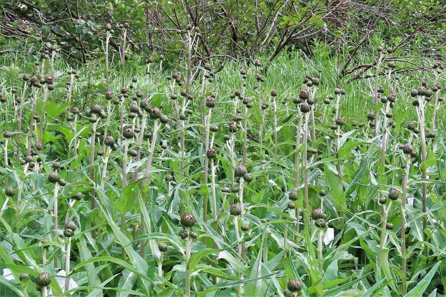 <i>Cirsium heterophyllum</i> (L.) Hill