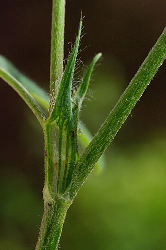 Trifolium ochroleucum Huds.  stipole