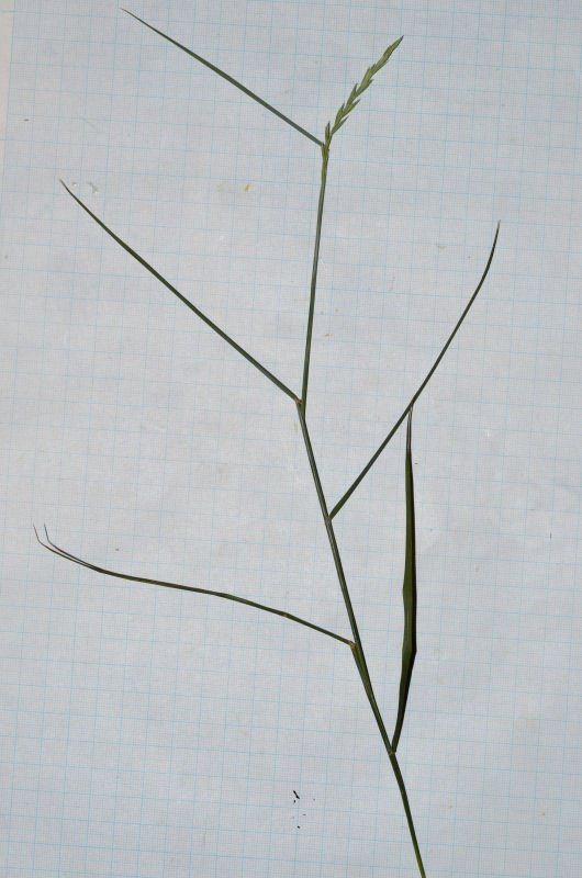 <i>Elymus campestris</i> (Godr. & Gren.) Kerguélen subsp. <i>campestris</i>