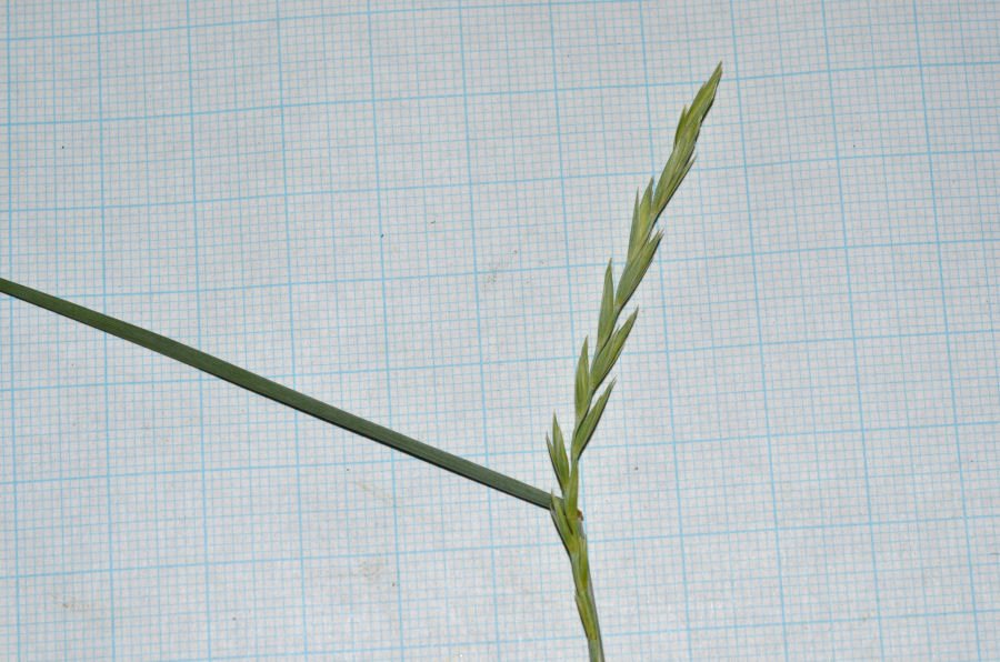 <i>Elymus campestris</i> (Godr. & Gren.) Kerguélen subsp. <i>campestris</i>