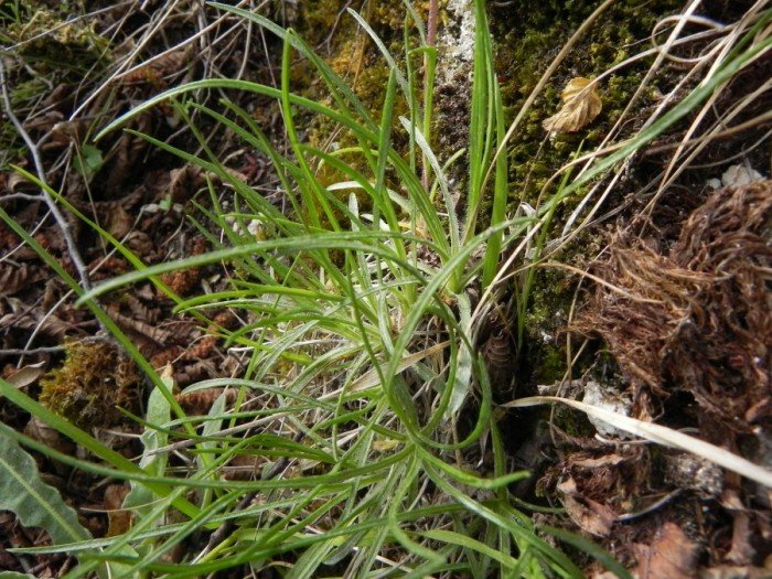 <i>Edraianthus graminifolius</i> (L.) A.DC. ex Meisn.