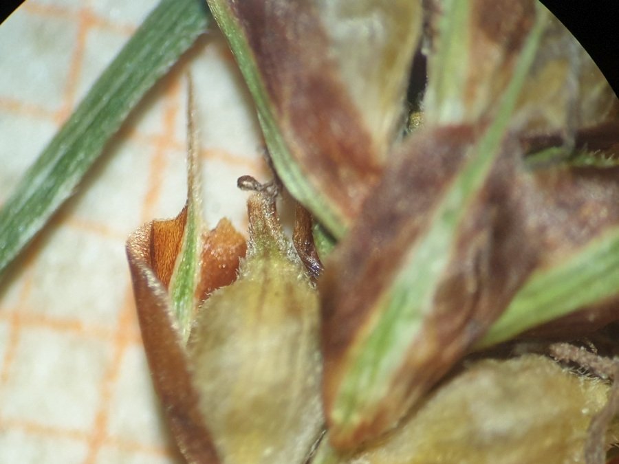 <i>Carex depressa</i> Link subsp. <i>basilaris</i> (Jord.) Cif. & Giacom.