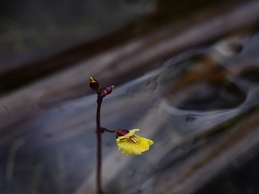 <i>Utricularia minor</i> L.