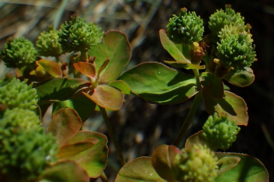 Euphorbia verrucosa L..JPG