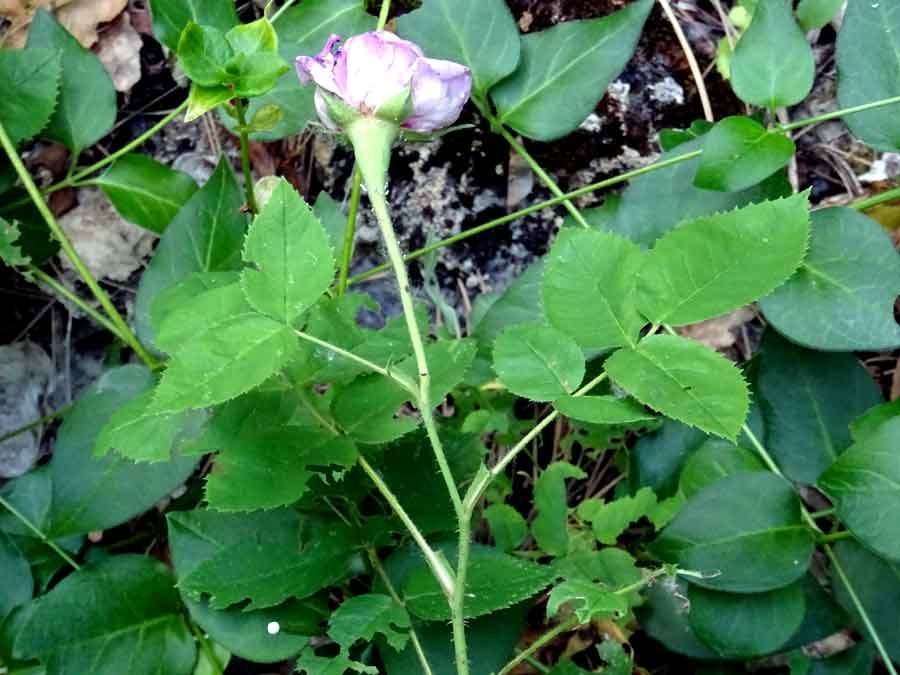 <i>Rosa centifolia</i> L.